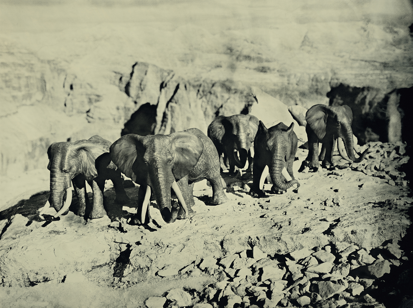 African Elephants Dolomites Italy